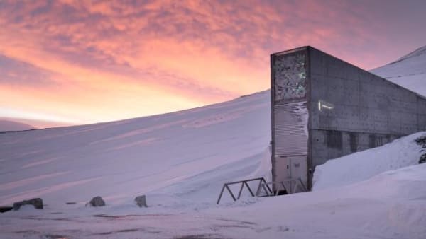 På Svalbard gemmer verden 1,2 millioner prøver af plantefrø til dårligere tider. De tider er nu