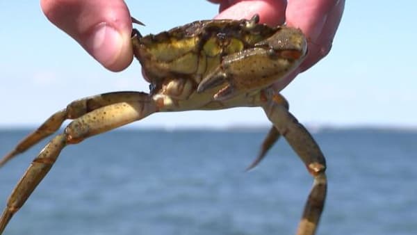 Lige nu er det nemt at få en strandkrabbe på krogen – men det er skidt for livet på havbunden