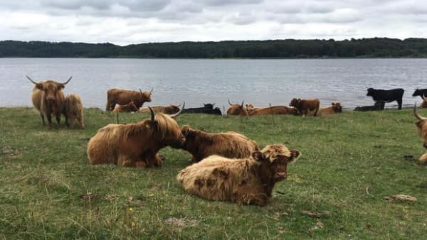 Pas på, du ikke bliver stanget - se de gode råd til en vandretur blandt vilde dyr