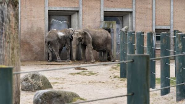 Farvel til elefanter er tegn på ny zoo-virkelighed: Færre, men gladere dyr 