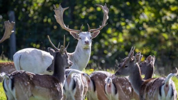 Hvid hjort trækker gæster til dyrepark