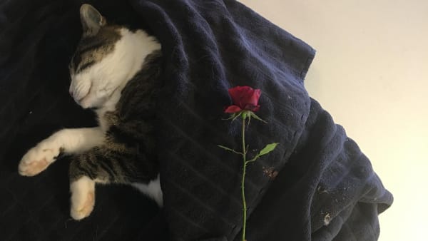 Har du mistet Fido eller Felix? Her er fire gode råd til at håndtere sorgen