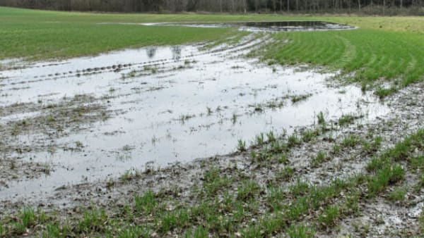 Forskere frygtede slemme klimatal fra lavbundsjorde – det viser sig ikke at holde stik