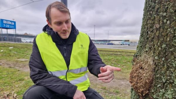 Aldrig før i Danmark: Giftige larver fundet i Odense