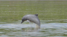 Syge frøer og truede delfiner: Her er nogle af de arter, der i år uddøde eller kom tæt på 