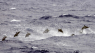 Drab på 1.428 delfiner vækker stor debat på Færøerne