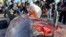 Hvorfor døde hvalen i Kolding? Nu har forskere skåret den i småstykker foran publikum