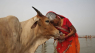 Indiens regering er træt af Vestens valentinsdag: Foreslår ko-krammedag i stedet