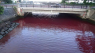 Lækage fra ølbryggeri farver havet rødt i Japan