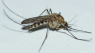 Usædvanligt mange myg i øjeblikket: Myggen søger efter tre ting, når den udvælger sit offer