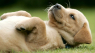 Får du lyst til at mase denne nuttede hundehvalp? Nu er der et ord for det