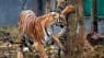 Kongerne og dronningerne af junglen og savannen er ramt af coronavirus: Flere tigre og løver smittet i dyrepark