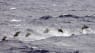 Drab på 1.428 delfiner vækker stor debat på Færøerne