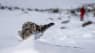 Fra 400.000 til 0: Stor fuglekoloni er fuldstændig forsvundet fra Antarktis