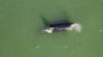 Se videoen: Tonstung spækhugger svømmer rundt i Limfjorden