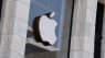 Apples nye AI-værktøj er blevet modtaget med stor kritik – hvor er de blevet af i AI-kapløbet?