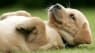 Får du lyst til at mase denne nuttede hundehvalp? Nu er der et ord for det