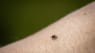 Voldsom stigning i vaccinationer mod TBE. Ekspert mener, det er løbet helt af sporet