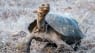 En skildpaddeart på Galápagosøerne satte forbudte tanker i gang hos Darwin - nu er den tilbage efter 180 år