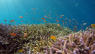 Indonesere genskaber dødt koralrev: Nu vrimler det med fisk igen