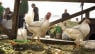 Ekspert om fund af fugleinfluenza: 'Det kommer til at koste kassen'
