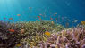 Indonesere genskaber dødt koralrev: Nu vrimler det med fisk igen