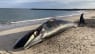 Se billederne: Otte meter lang hval ligger død på stranden i Thyborøn