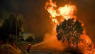Er Danmark medskyldig i skovbrande i Portugal? I dag falder der dom i tre retssager om klimasvigt