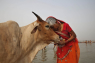 Indiens regering er træt af Vestens valentinsdag: Foreslår ko-krammedag i stedet