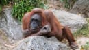 Orangutang, rensdyr og spækhugger: Coronavirusset kan være farligt for mange vilde dyr