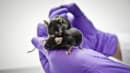 Aber, mus og hamstere: Sådan bruges forsøgsdyr til corona-forskning 