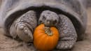 Farvel til kæmpeskildpadder og sneleoparder? Sjældne dyr trues af klimaforandringer