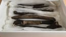 Forsvundne vikinge-knogler dukker op efter 100 år i en kasse på Nationalmuseet 