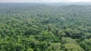 Afrikanske regnskove optog masser af CO2 trods tørkerekord