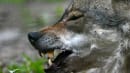 Borgerlige spidskandidater er klar til at skyde ulve i Danmark