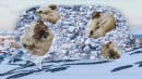 STIL SPØRGSMÅL: Hvorfor er Grønlands undergrund centrum for de store magter?