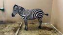 Har været væk siden onsdag - nu er zebra fundet i god behold