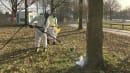 Kan være skyld i åndenød og kvælning: Nu skal 'larven fra helvede' dø